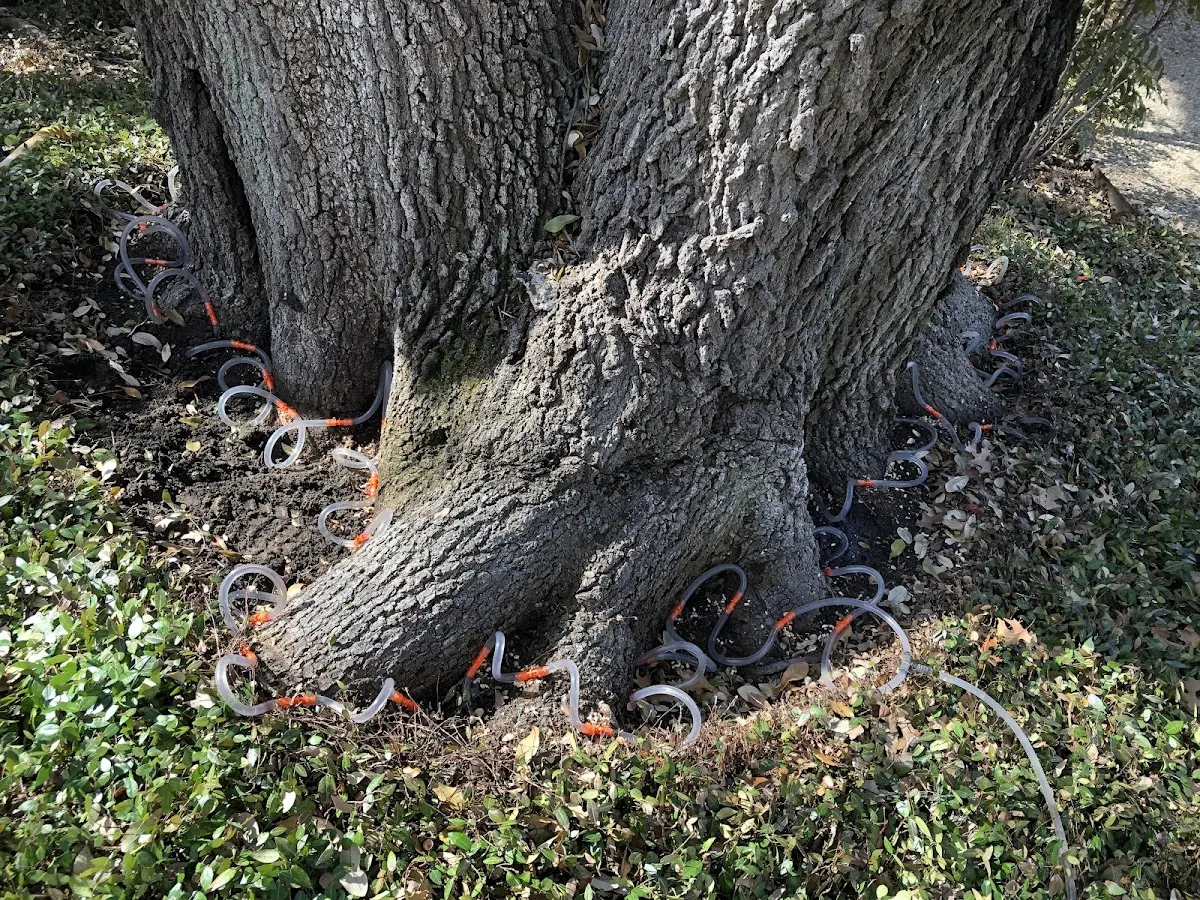 Detailed Tree Cabling and Bracing job site in Oak Lawn
