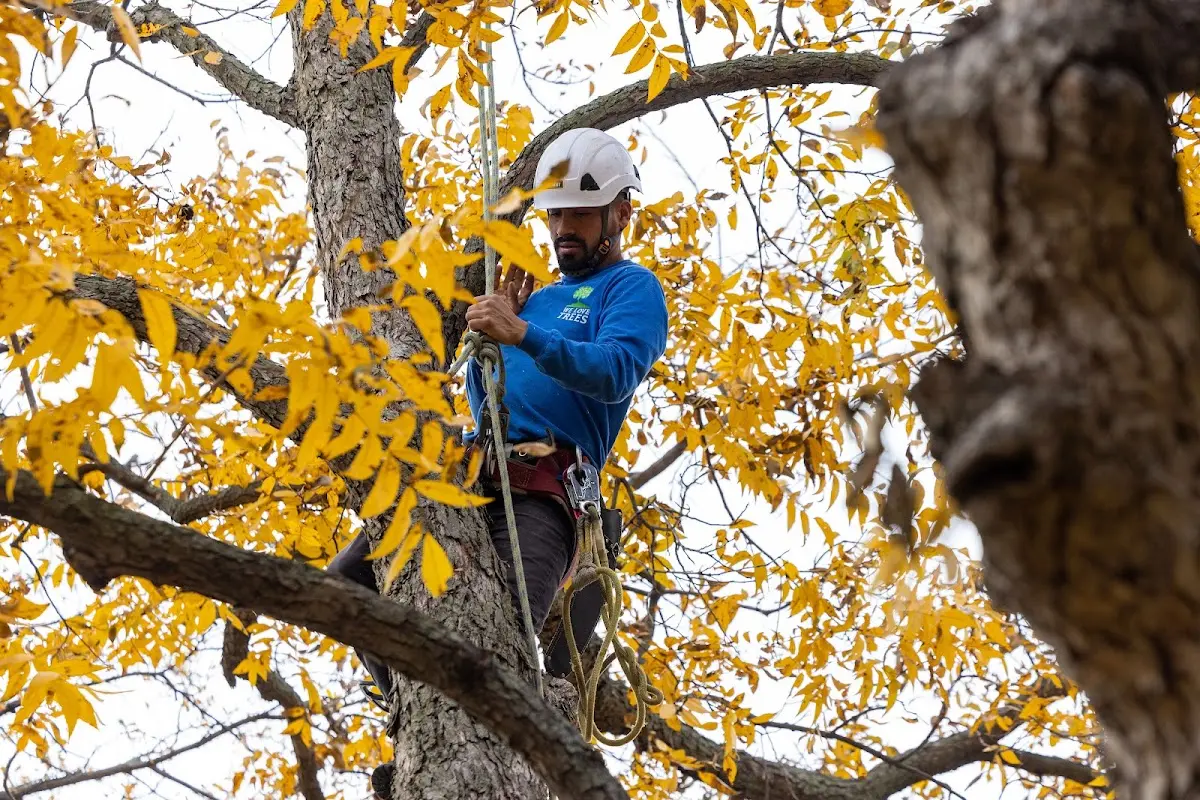 Skilled Tree Planting crew working in Oak Lawn