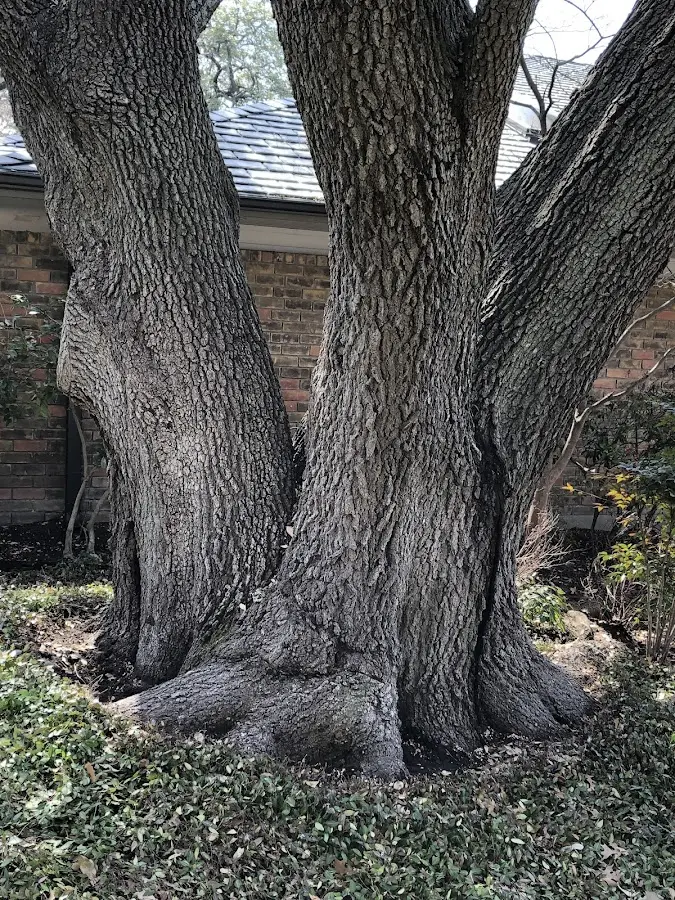 Mature heritage tree close to a Oak Lawn property cared for by certified arborists